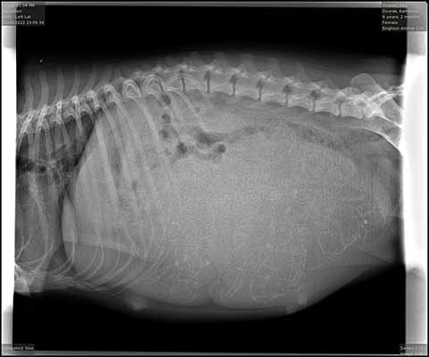 Puppy count x-ray.